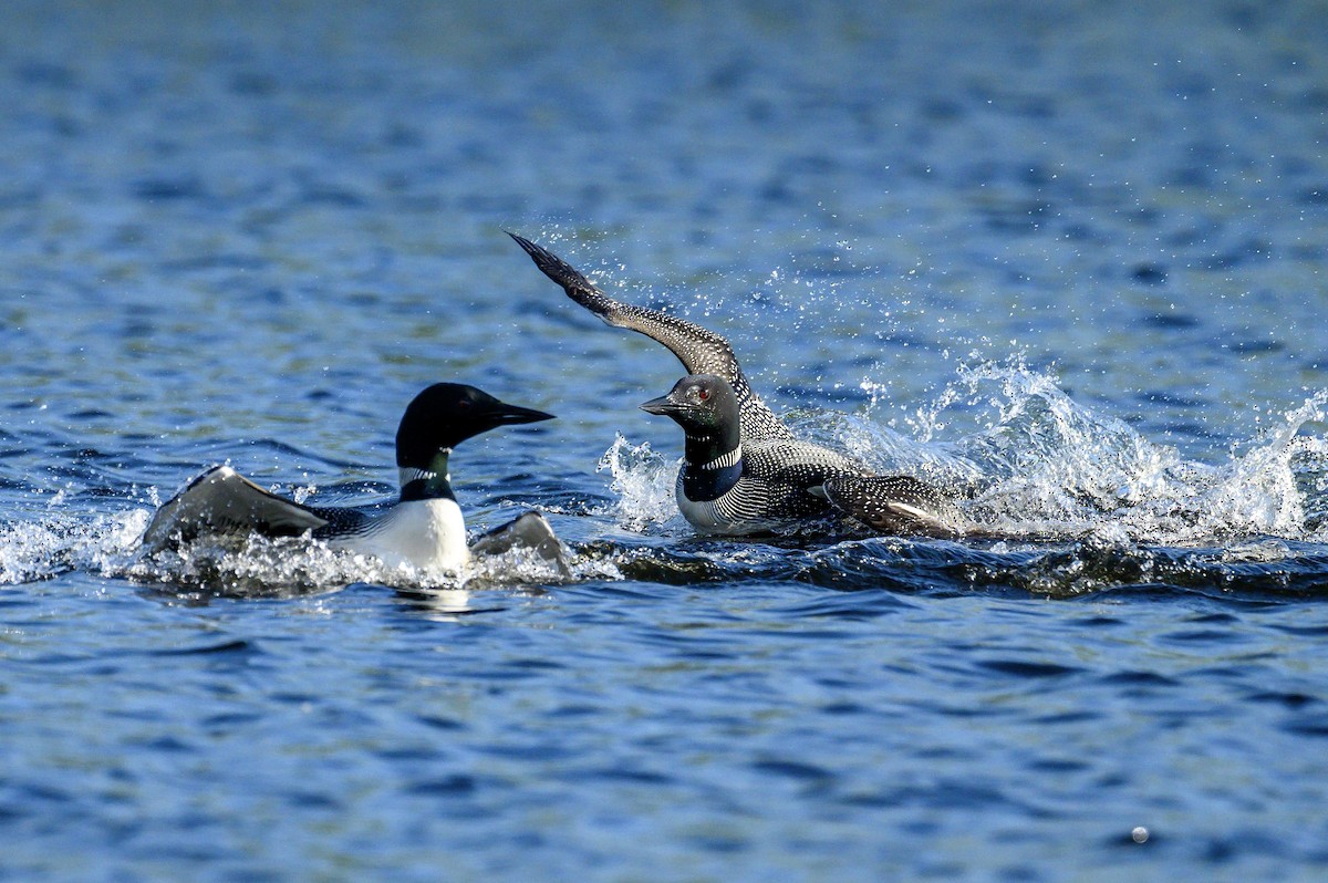 Common Loon - Christopher Boser