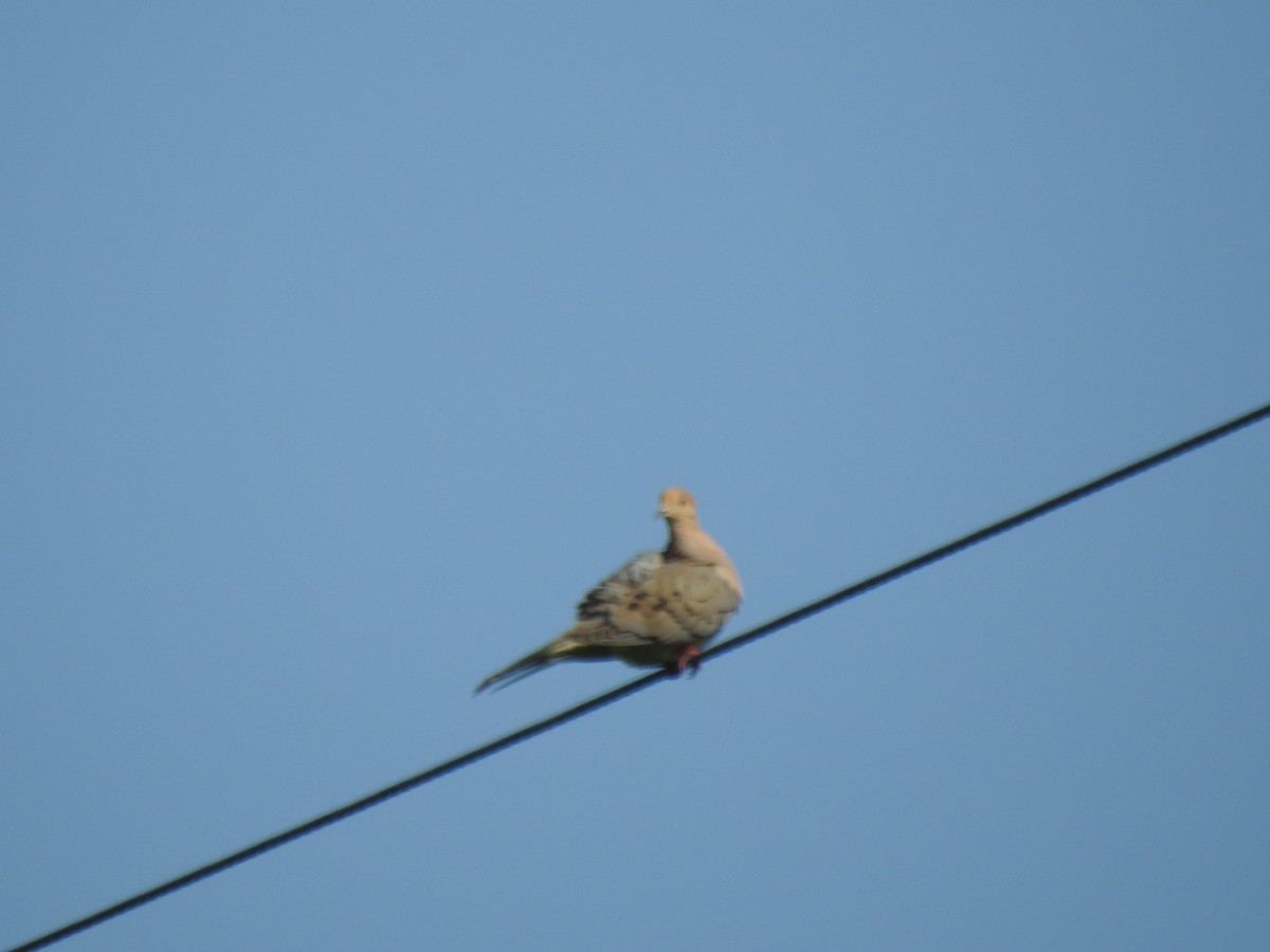 Mourning Dove - Ron Marek