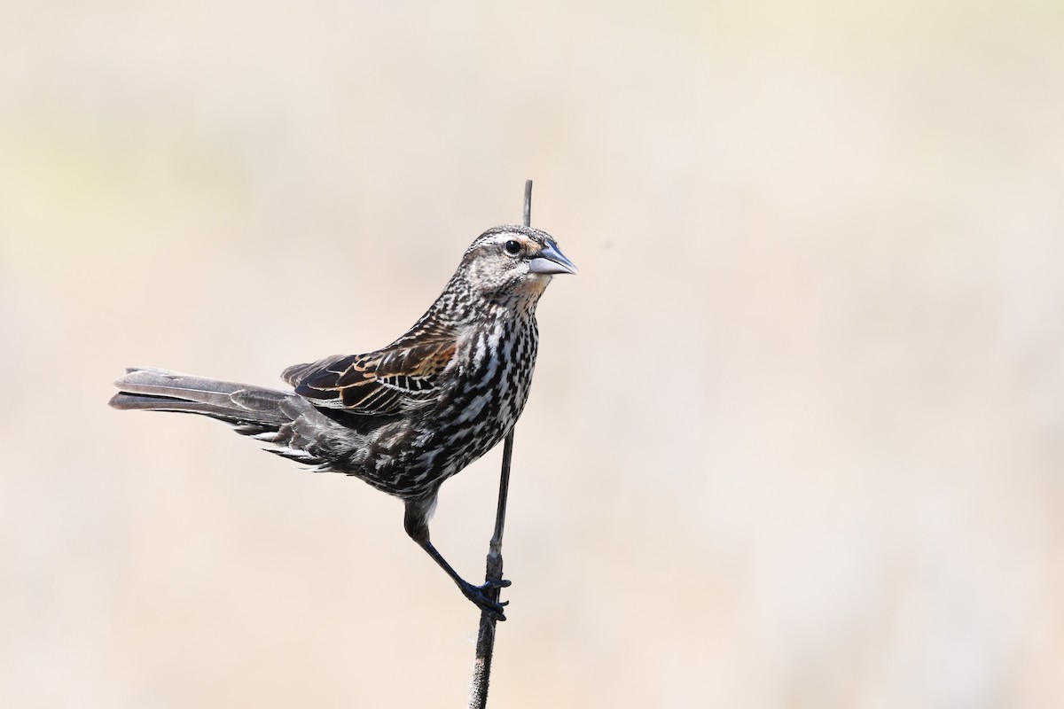 Red-winged Blackbird - Amanda Peck