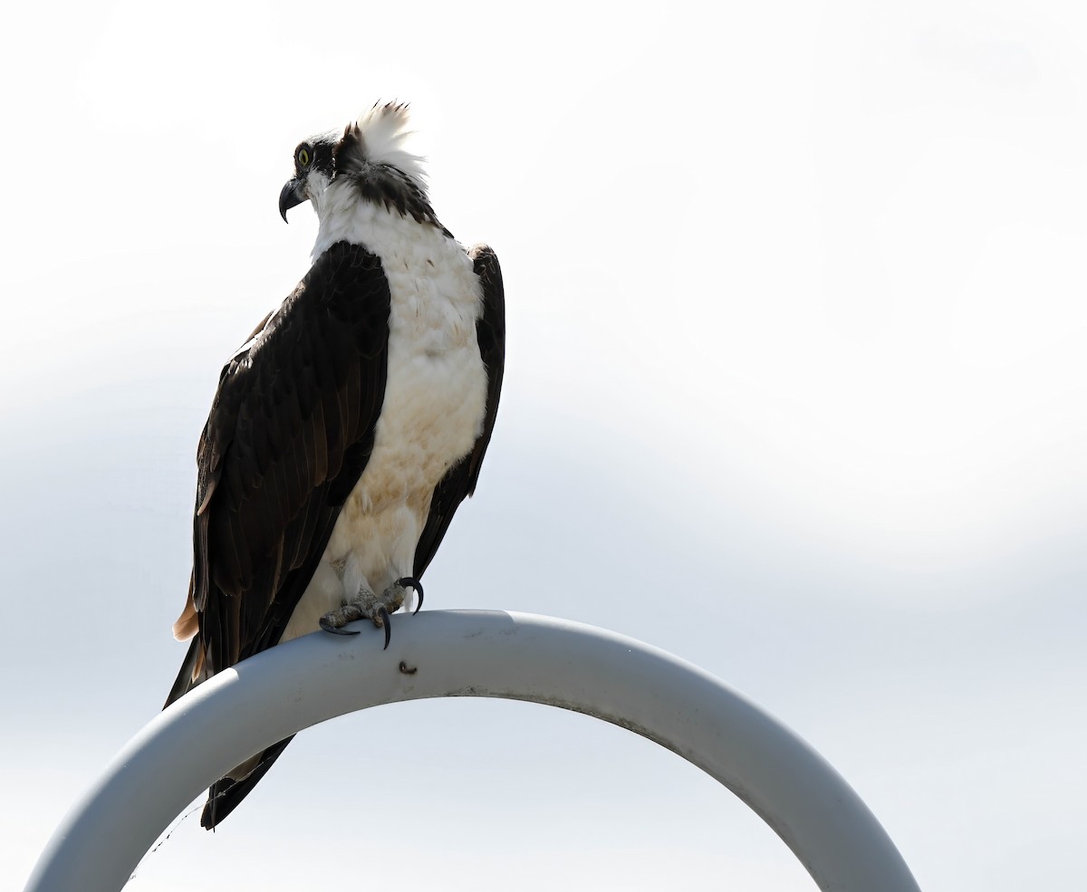 Osprey - Daniel Thibault