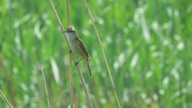 Great Reed Warbler - ML619570849