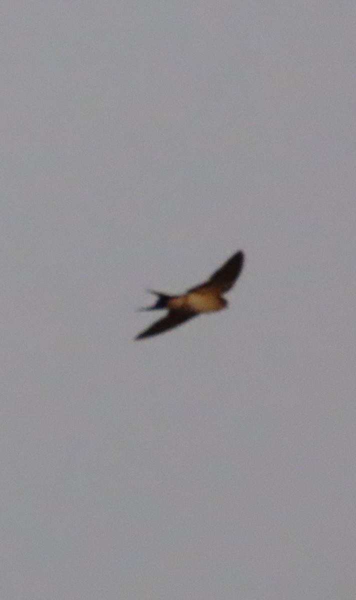 Red-rumped Swallow - Gargi Dalawat