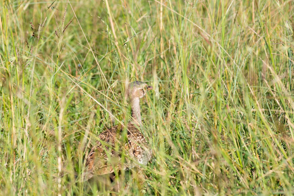 Red-crested Bustard - ML619570859