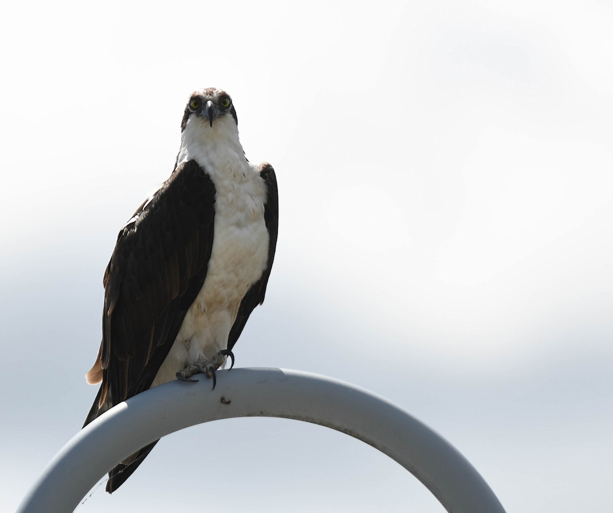 Osprey - Daniel Thibault