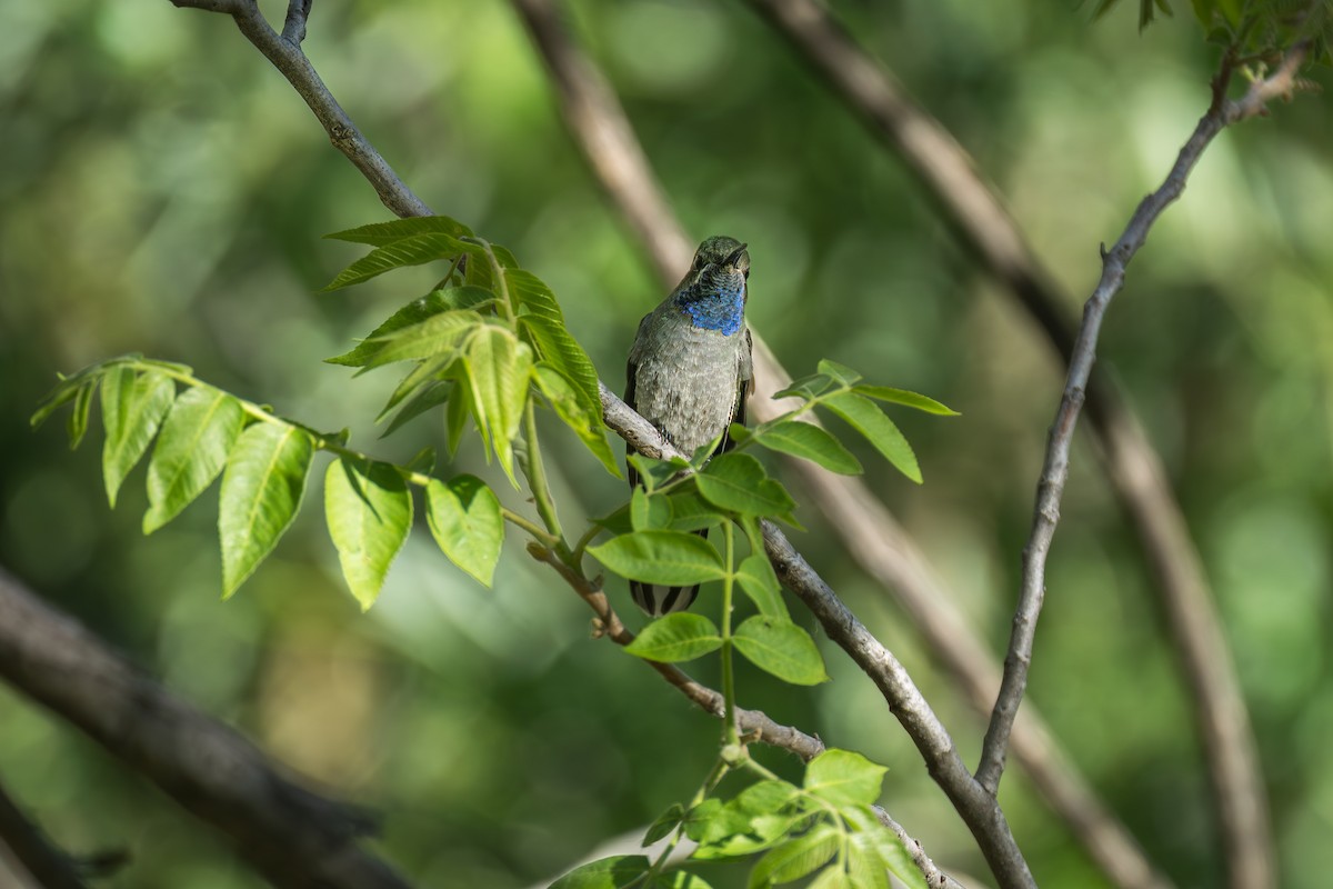 kolibřík blankytohrdlý - ML619570863
