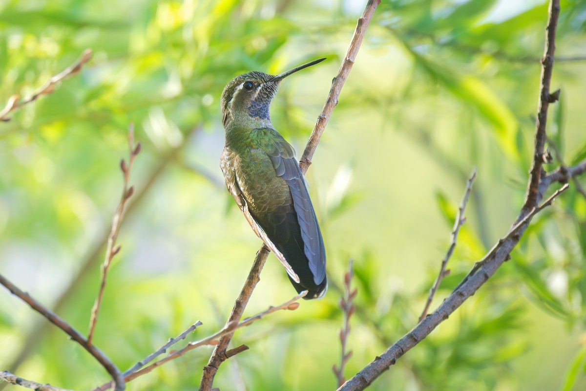 kolibřík blankytohrdlý - ML619570864