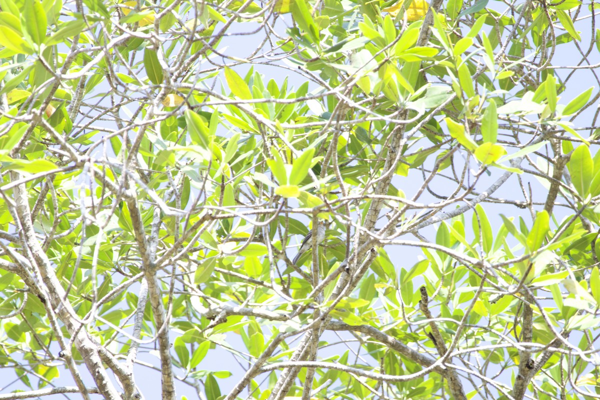 Northern Tropical Pewee - allie bluestein