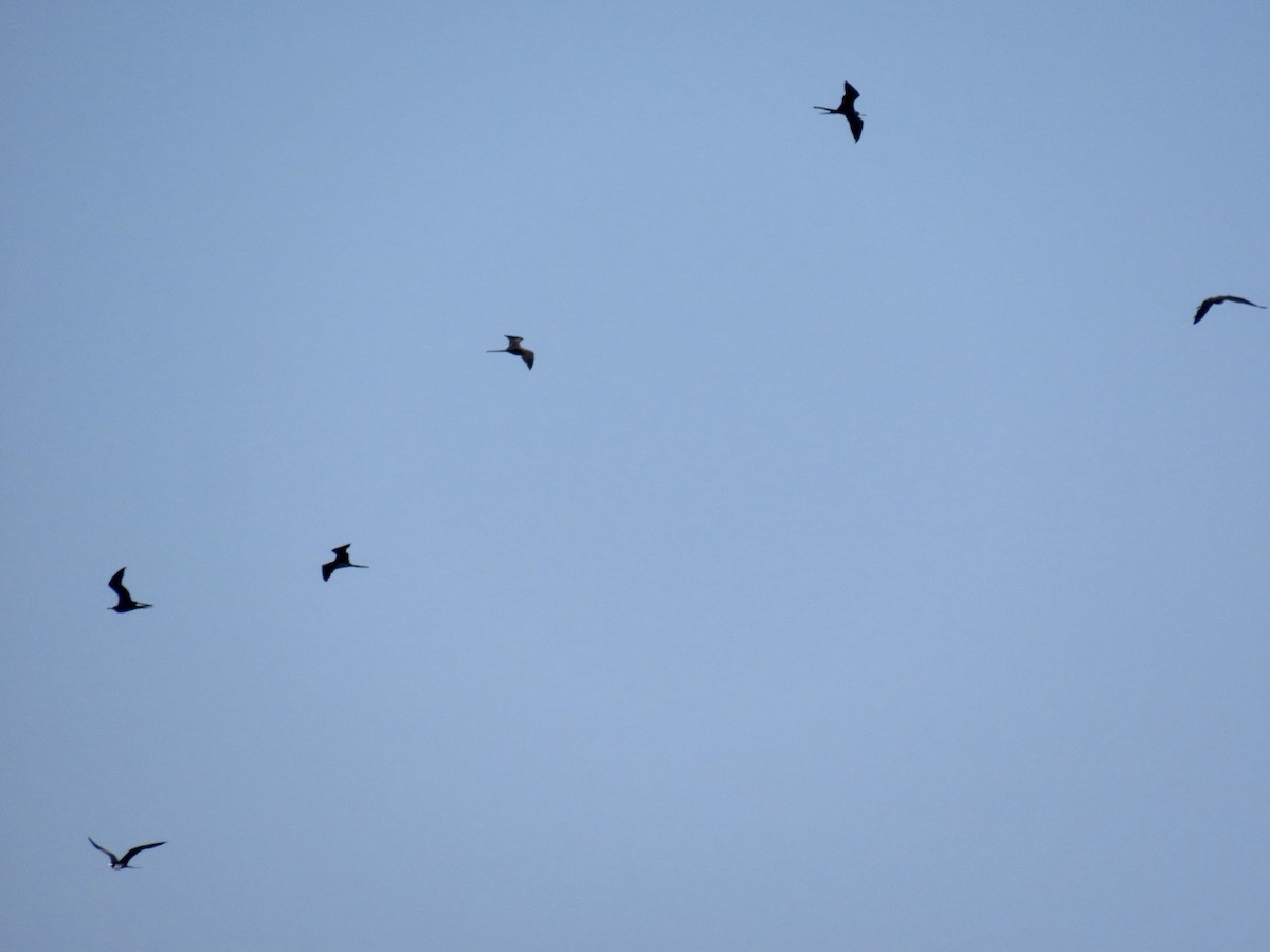 Magnificent Frigatebird - ML619570877