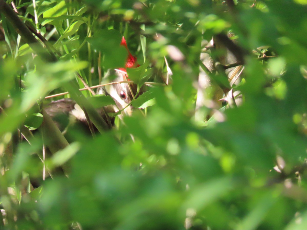 Pileated Woodpecker - ML619570882