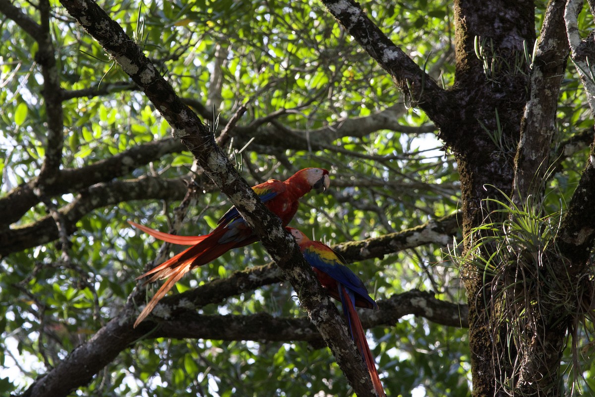 Scarlet Macaw - allie bluestein