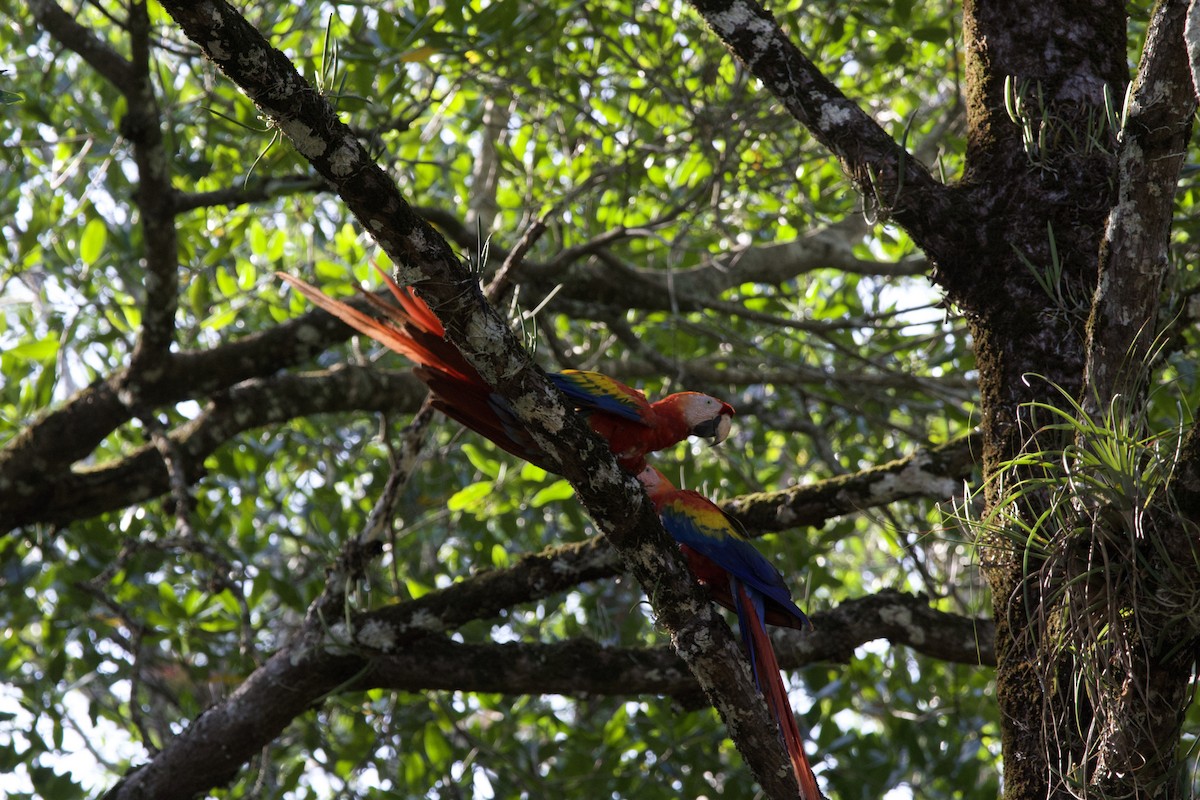 Scarlet Macaw - allie bluestein