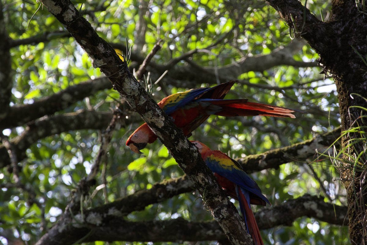 Scarlet Macaw - allie bluestein