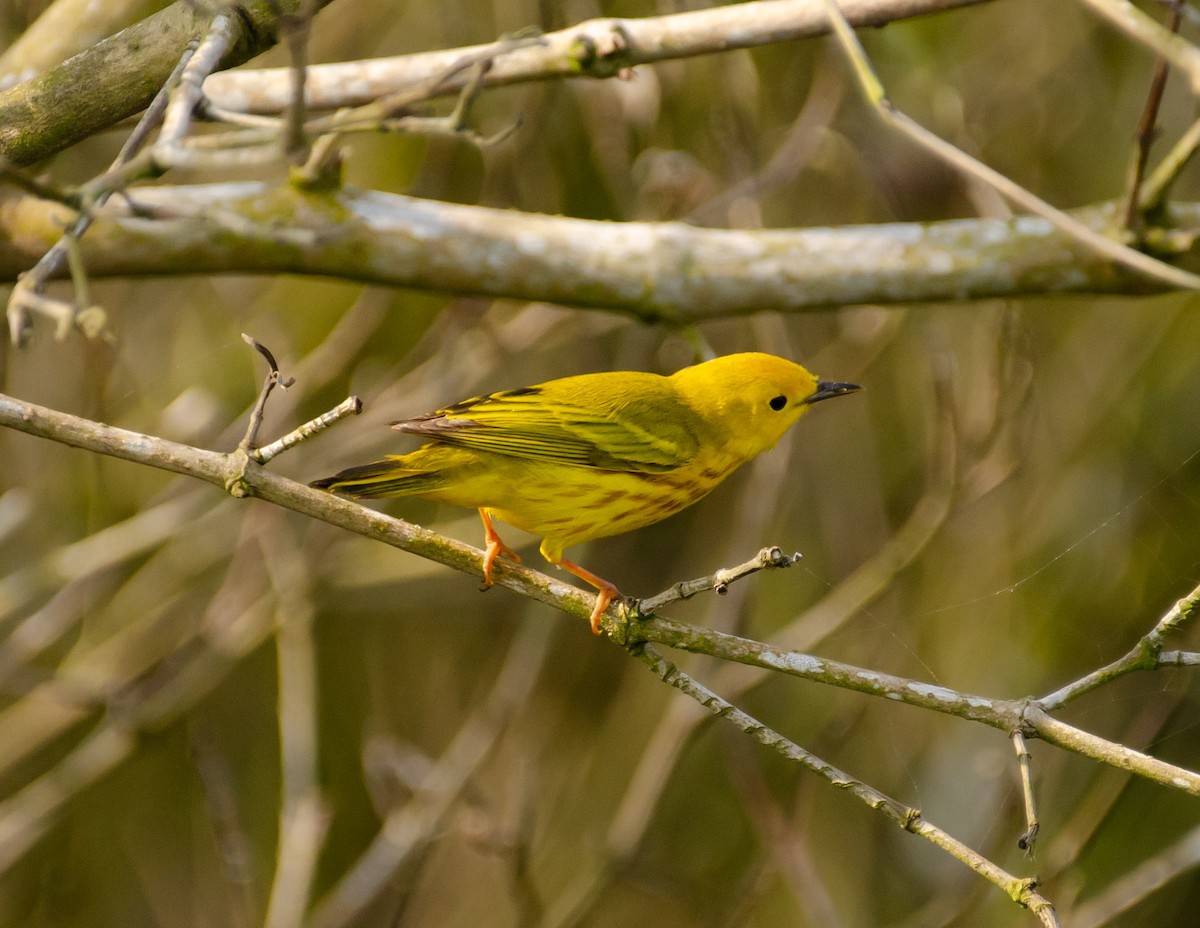 Yellow Warbler - Andrea Salas