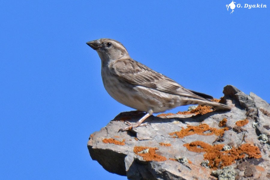 Rock Sparrow - Gennadiy Dyakin