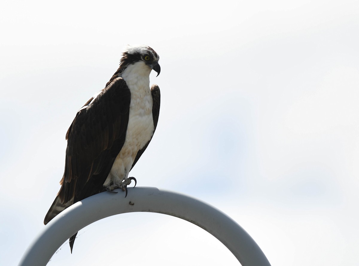 Osprey - Daniel Thibault