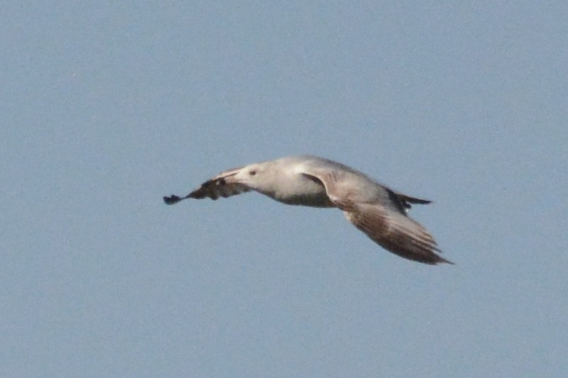 Ring-billed Gull - Cathy Pasterczyk