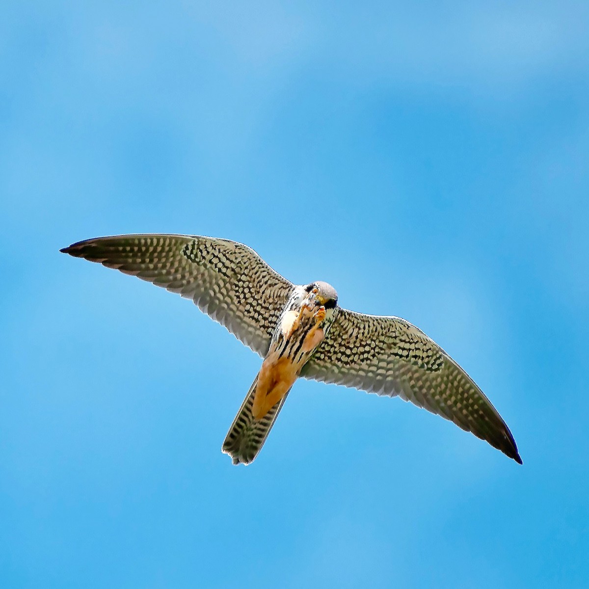 Eurasian Hobby - Detlef Koch