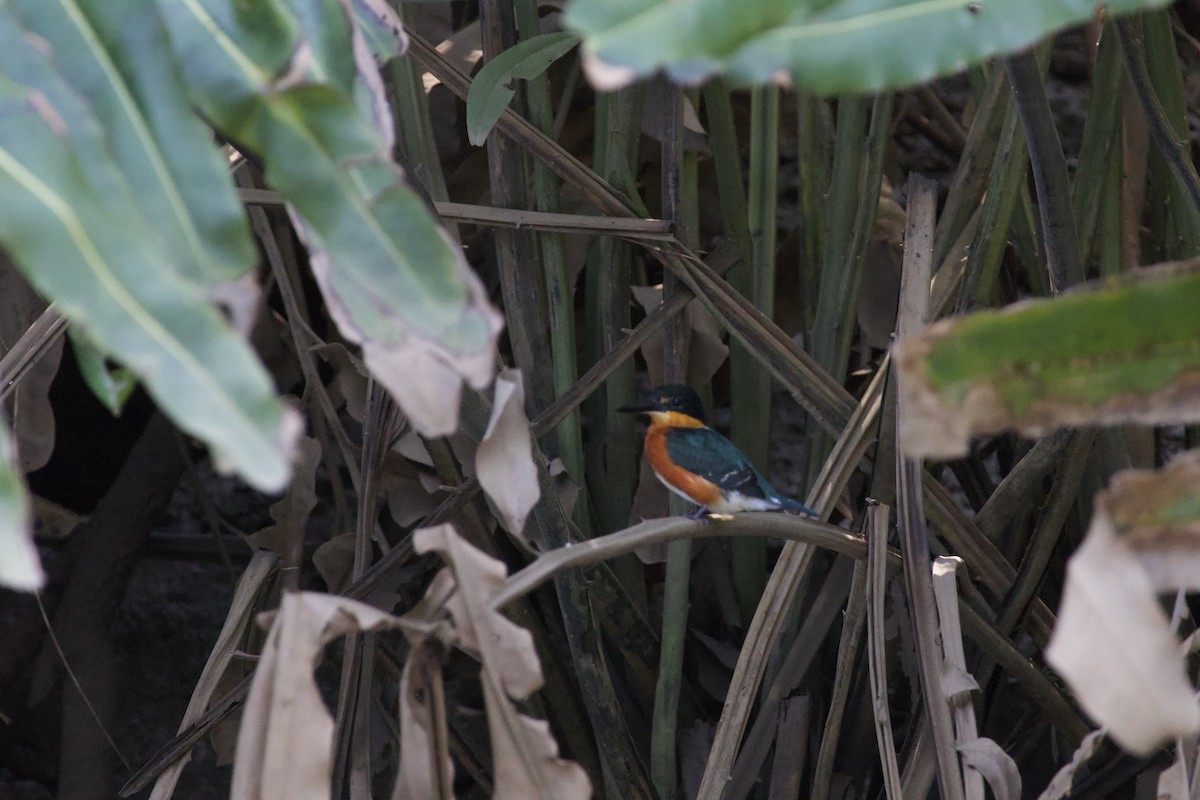 American Pygmy Kingfisher - allie bluestein