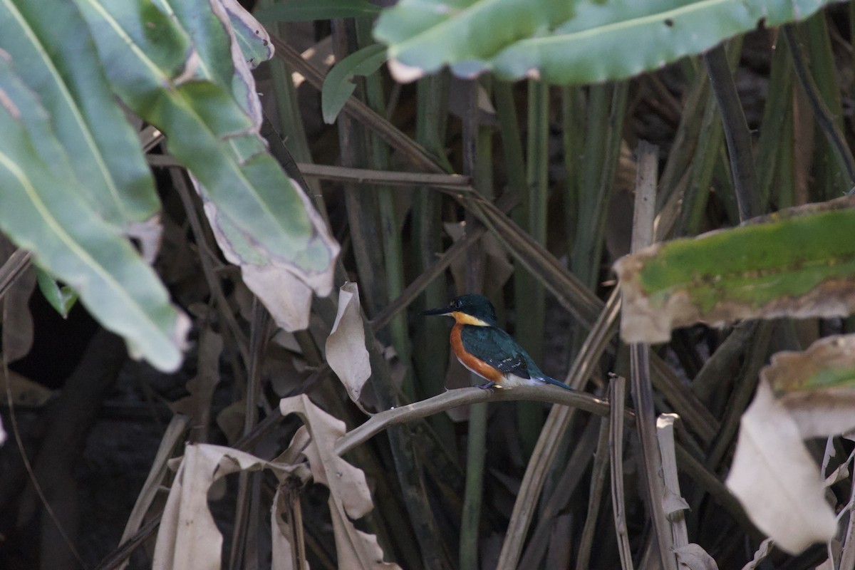 American Pygmy Kingfisher - allie bluestein