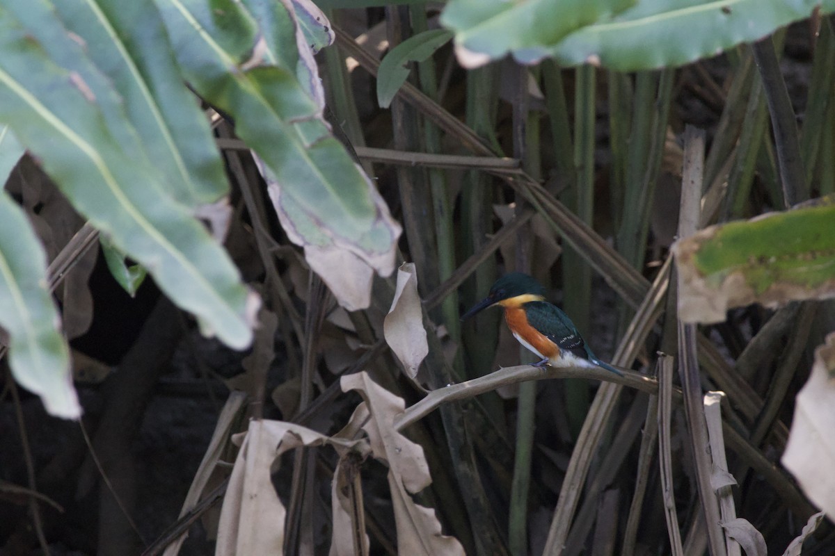 American Pygmy Kingfisher - allie bluestein