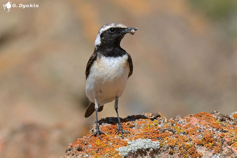 Pied Wheatear - Gennadiy Dyakin