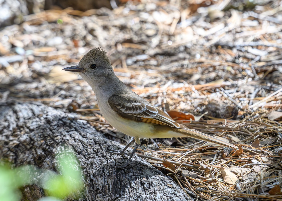 Ash-throated Flycatcher - Joe Ventimiglia