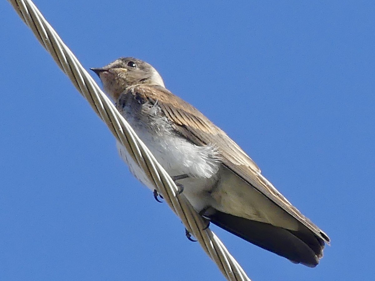 Northern Rough-winged Swallow - Dennis Wolter