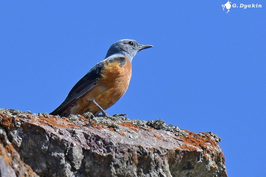 Rufous-tailed Rock-Thrush - Gennadiy Dyakin