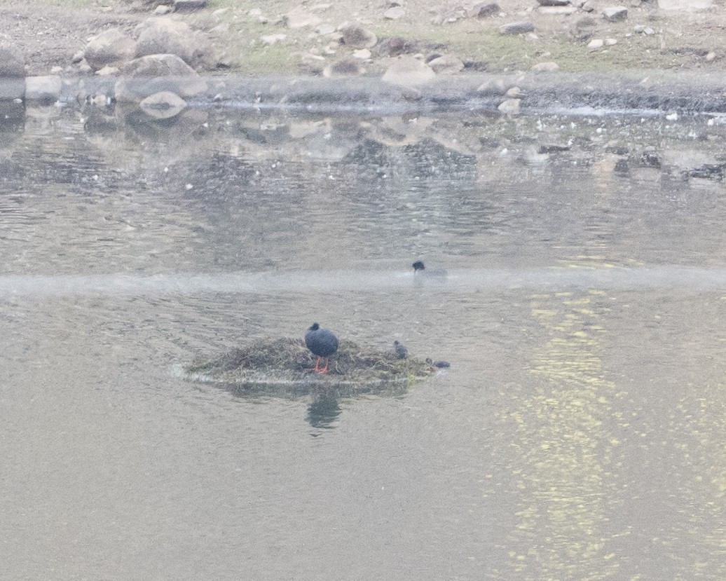 Giant Coot - Anthony Kaduck