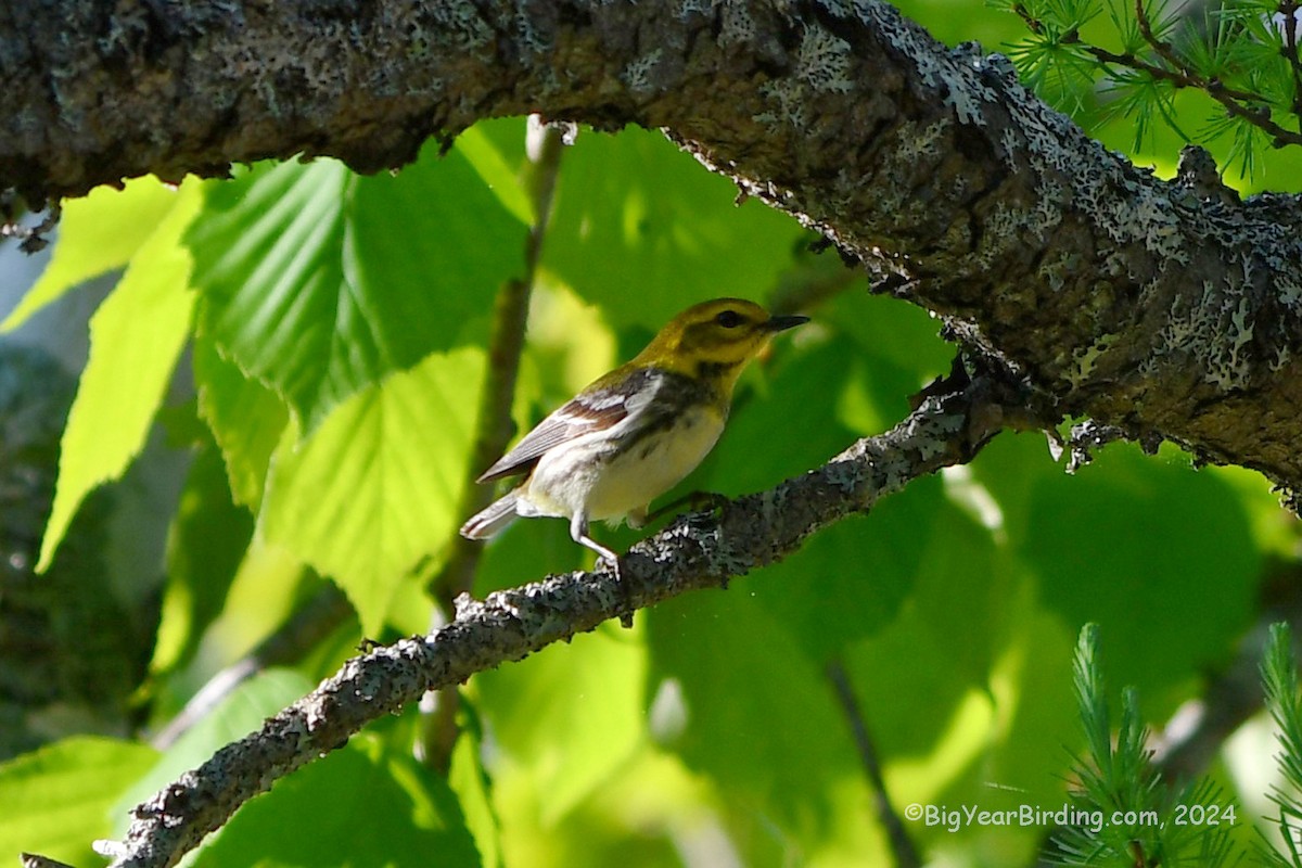 Black-throated Green Warbler - Ethan Whitaker