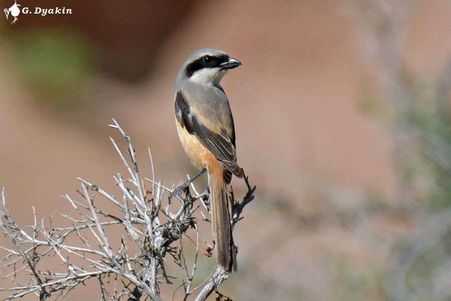 Long-tailed Shrike - Gennadiy Dyakin