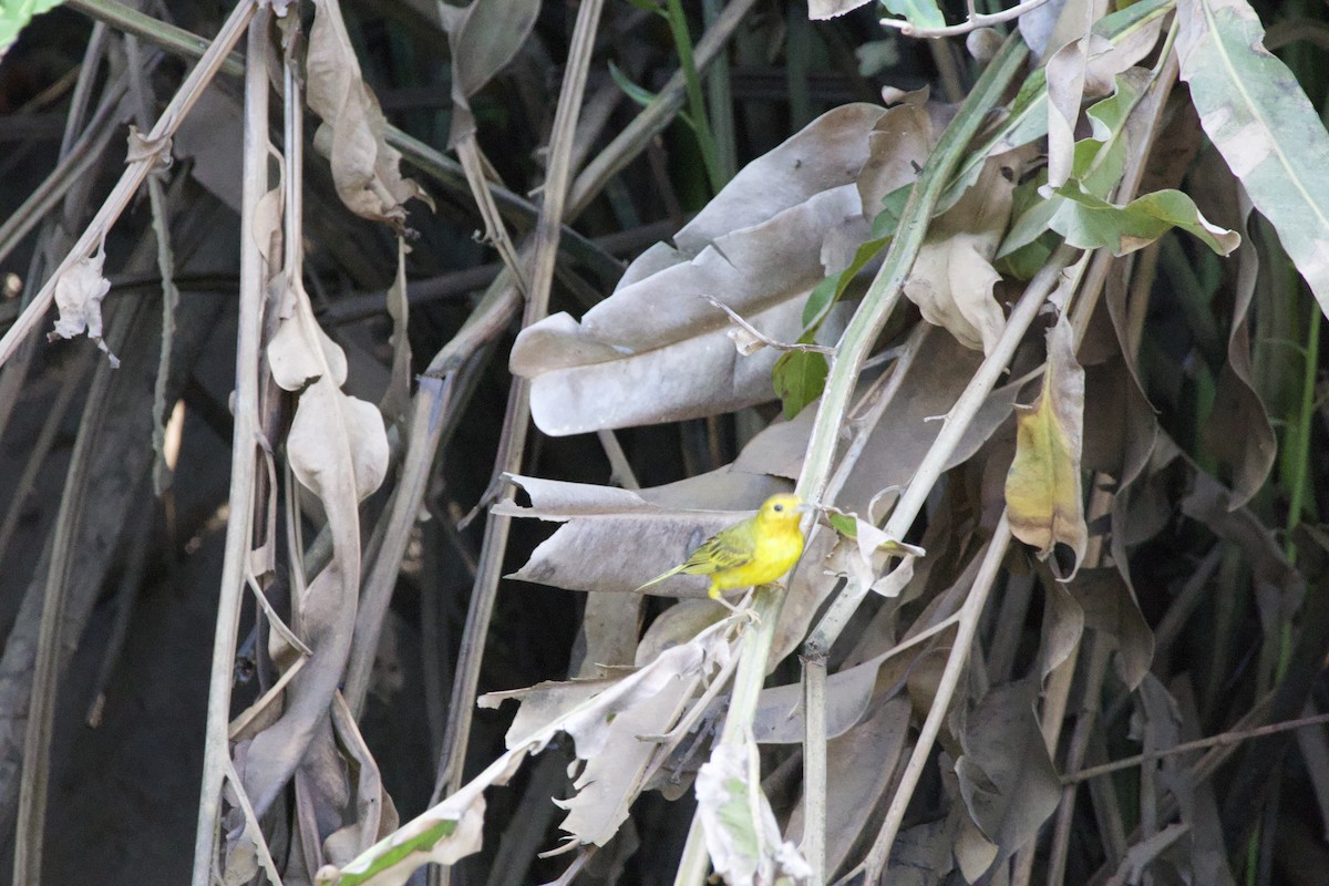 Yellow Warbler - allie bluestein