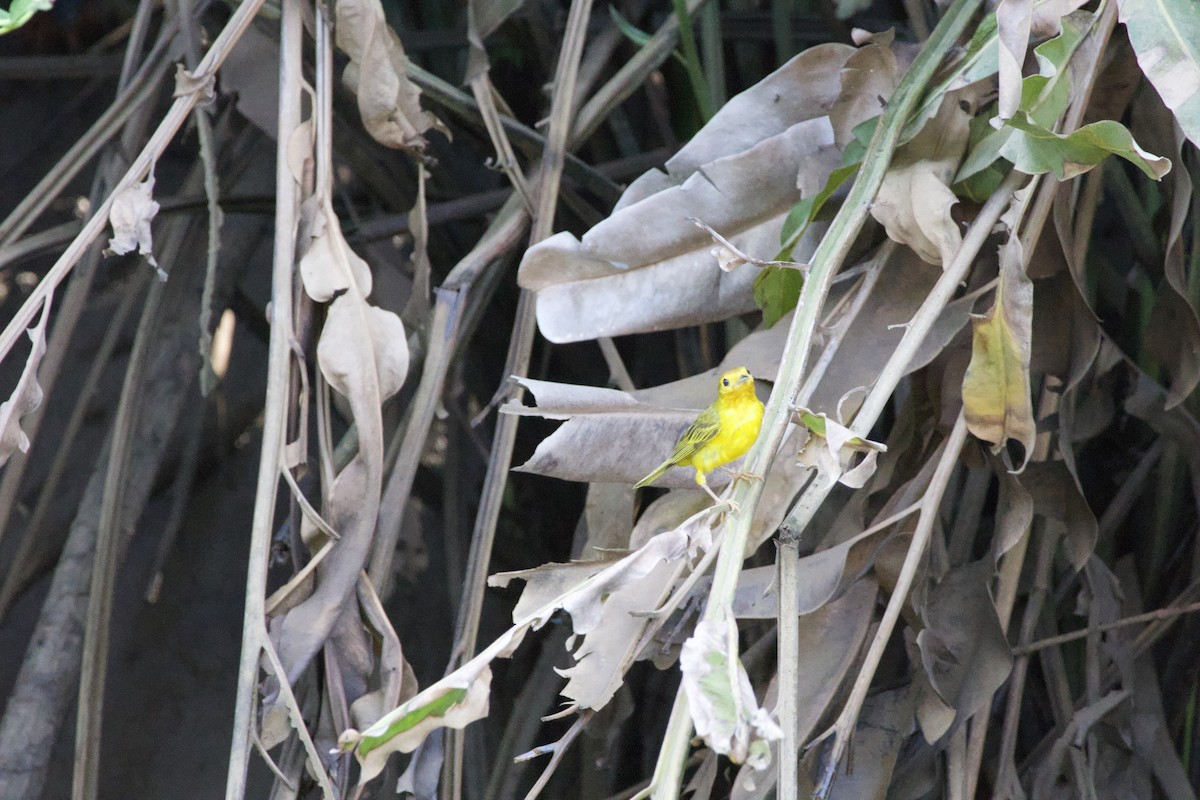 Yellow Warbler - allie bluestein