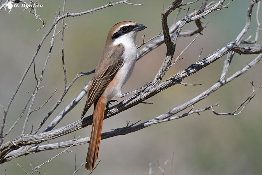 Red-tailed Shrike - Gennadiy Dyakin