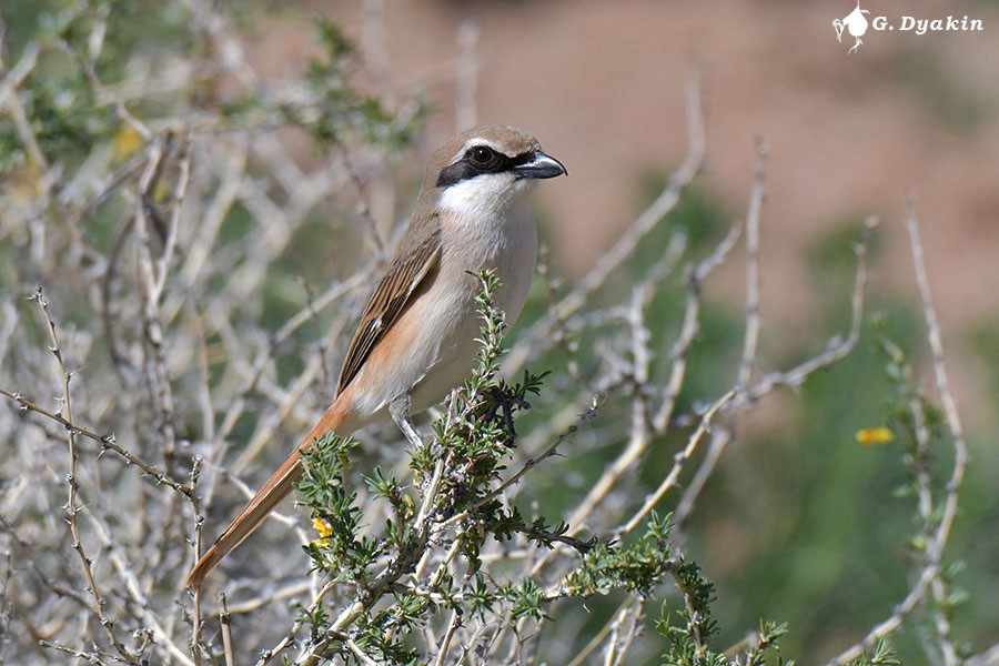 Red-tailed Shrike - Gennadiy Dyakin