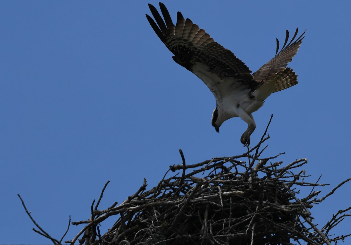 Osprey - Daniel Thibault