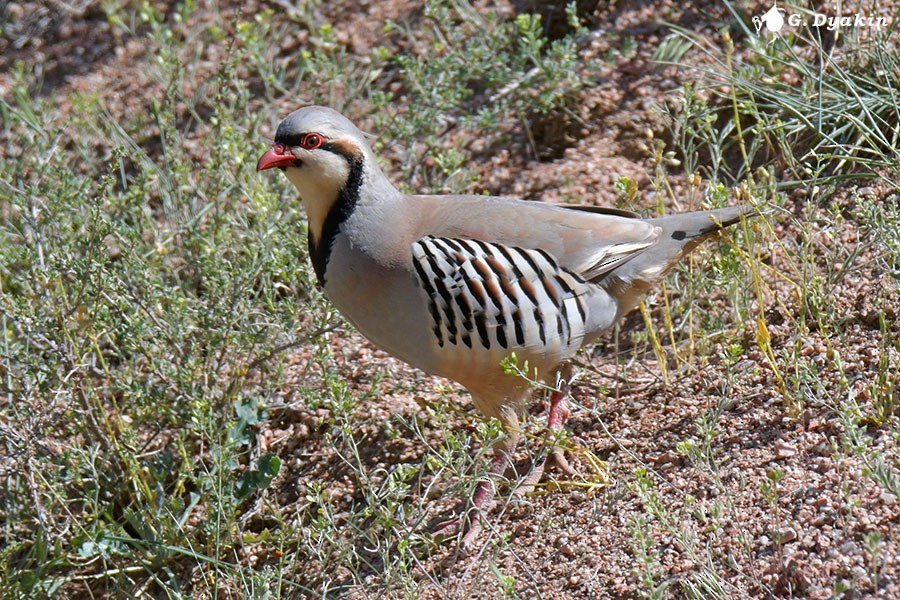 Chukar - Gennadiy Dyakin