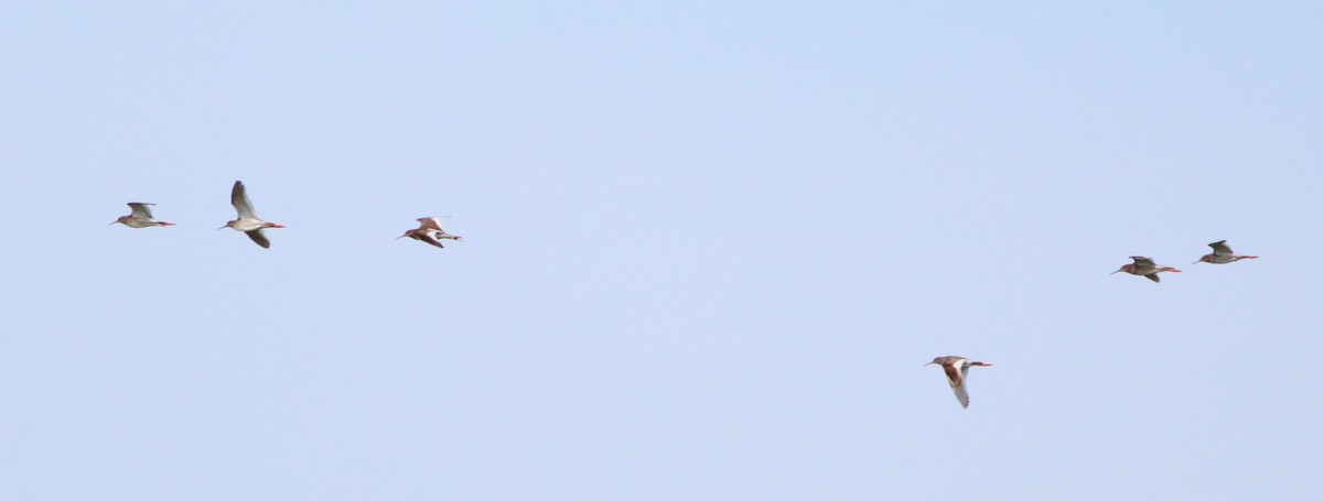 Common Redshank - Miska Nyul