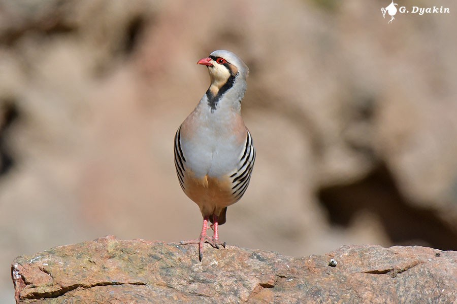 Chukar - Gennadiy Dyakin