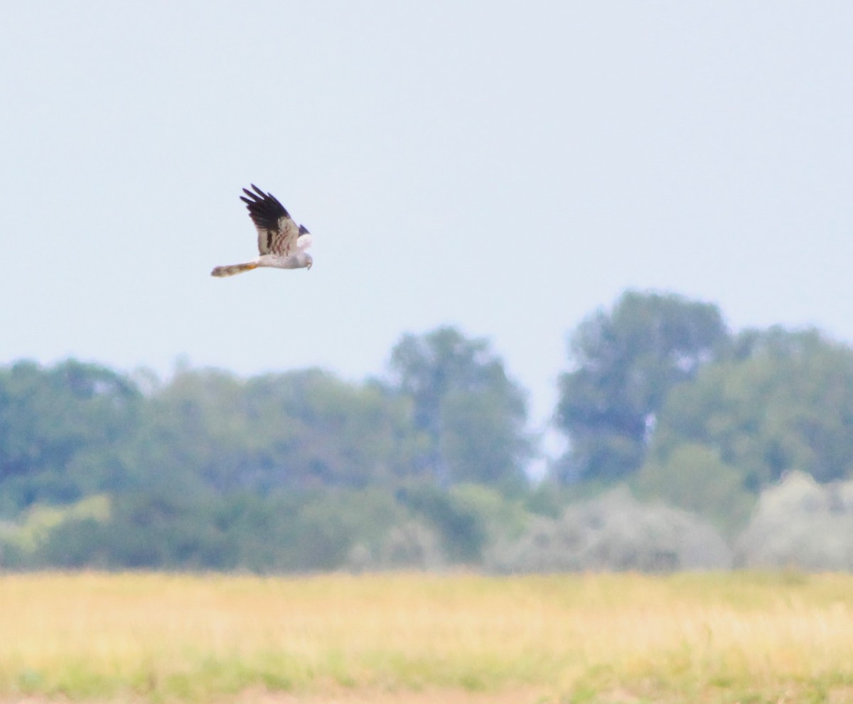 Montagu's Harrier - ML619570956