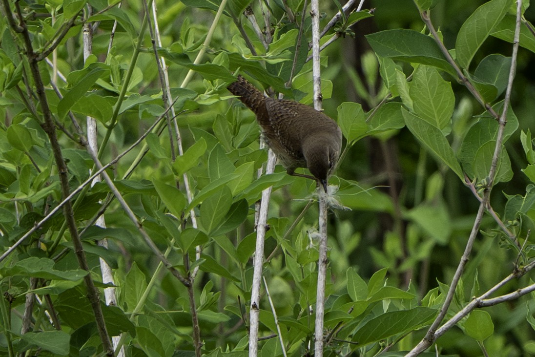 Northern House Wren - ML619570959