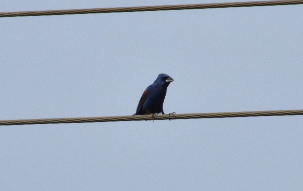 Blue Grosbeak - Bill Boeringer