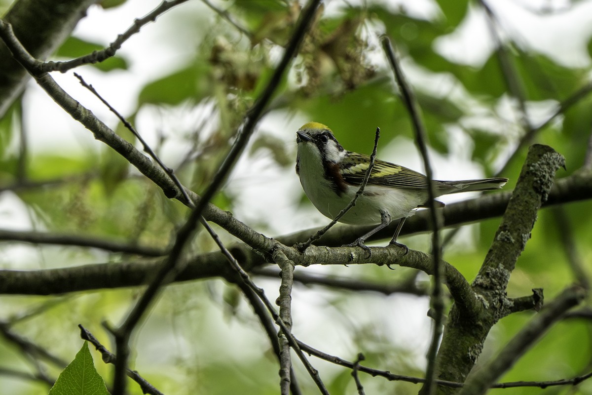 Chestnut-sided Warbler - Ben Nieman