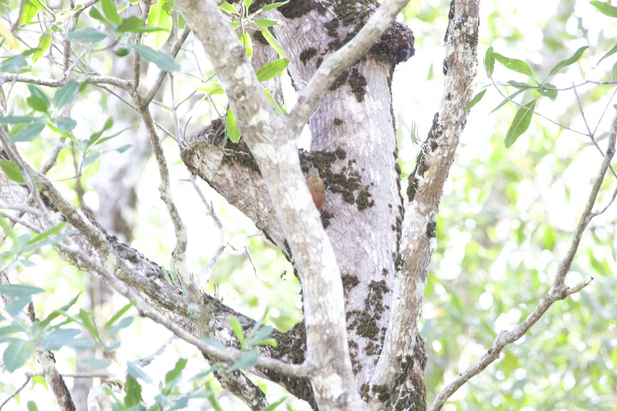 Streak-headed Woodcreeper - ML619570972