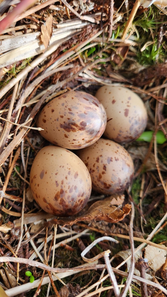 American Woodcock - ML619570973