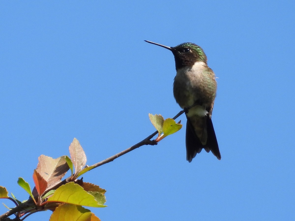 Ruby-throated Hummingbird - Jeff Fengler