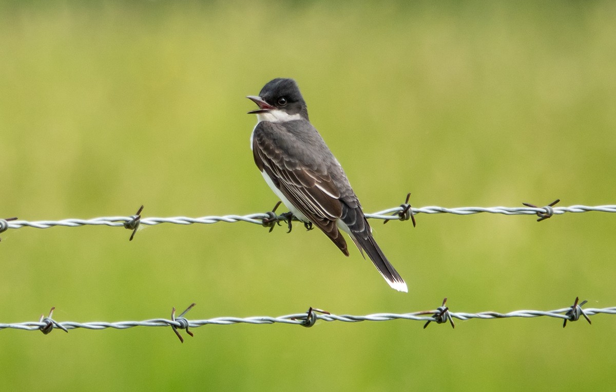 Eastern Kingbird - Gale VerHague