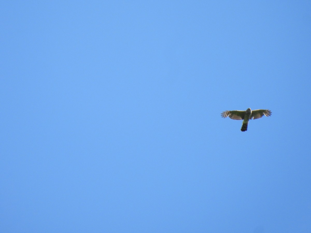 Cooper's Hawk - Jeff Fengler