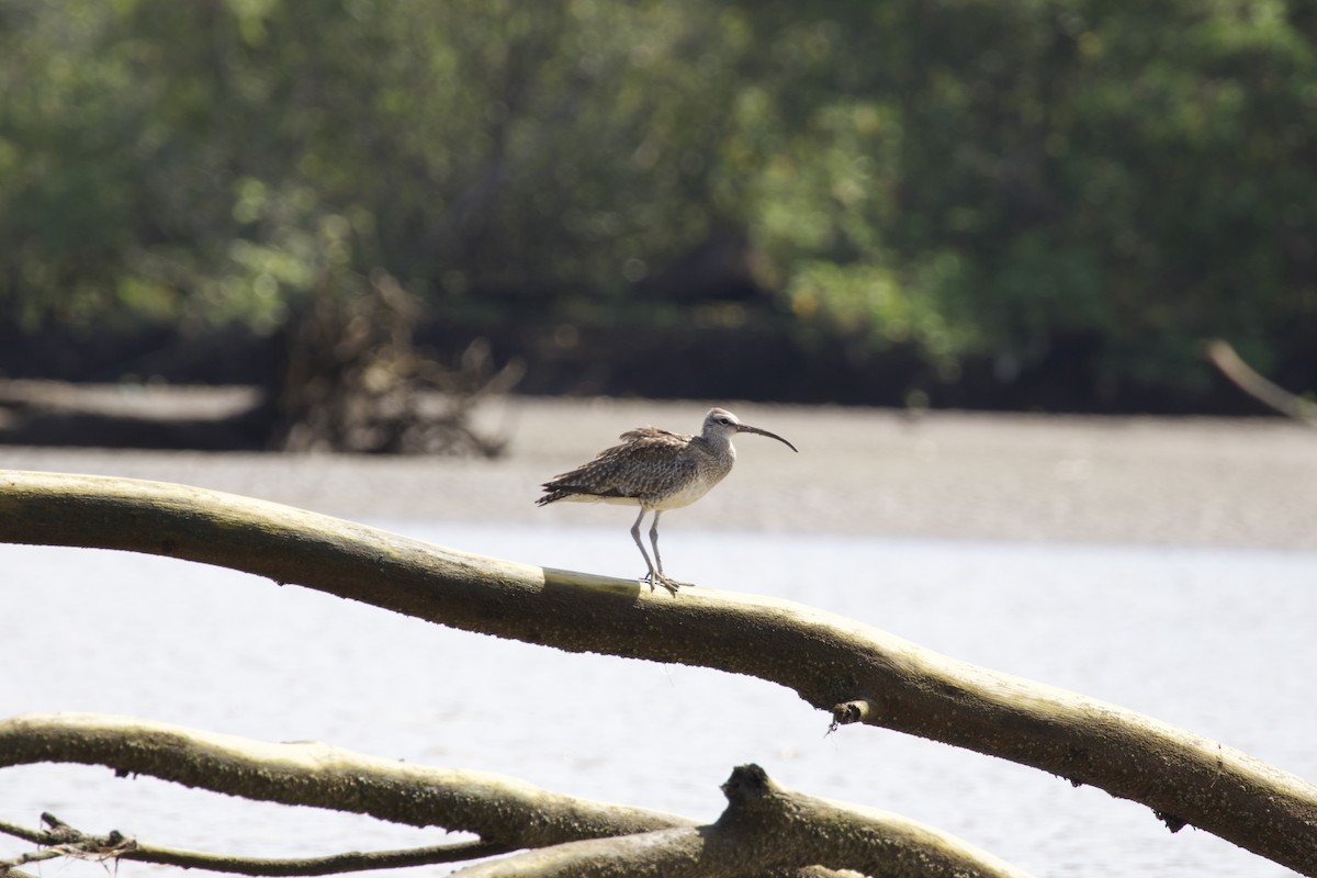 Whimbrel - allie bluestein