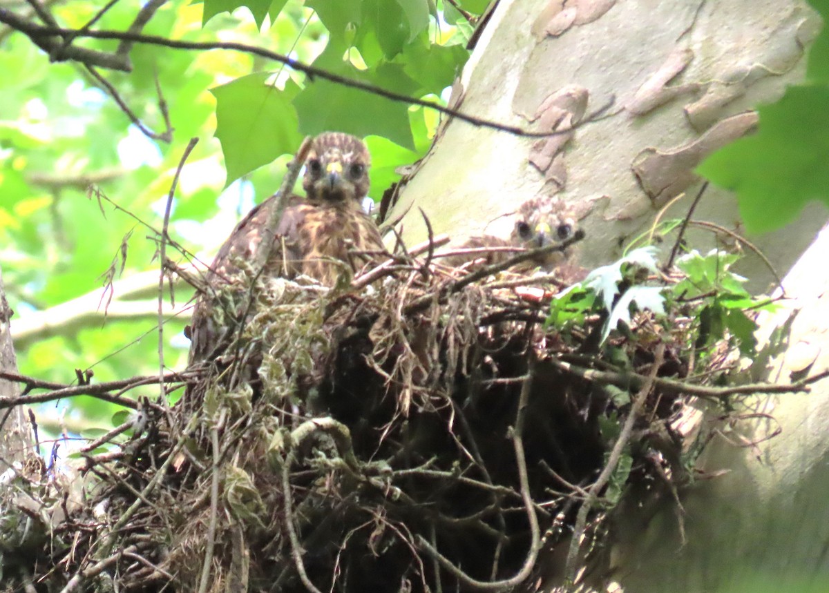 Red-shouldered Hawk - Michael Bowen